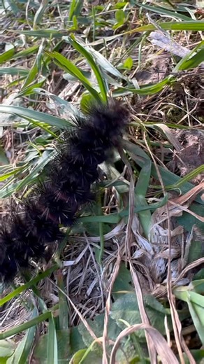 3.1K views · 44 reactions | Came across this little guy, which is a Giant Leopard Moth. As you can see they have these hidden red rings on their body. When threatened they will curl up into a tight ball and expose those bright rings. They don’t cause any harm to people and they aren’t know to cause any allergic reactions/rashes when touched. | Spring Farm CARES Nature Sanctuary | Facebook