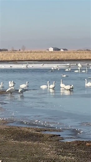 Trumpeter Swans or Snow Geese Bird ID Mystery | Real Footage Giant White Birds Spotted Today
