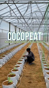 Cocopeat !! rahasia tanam melon di green house tanpa kenal musim !! #MediaTanamCocopeat #Cocopeat #TanamanSehat #CocopeatIndonesia #BerkebunDenganCocopeat #TanahAlternatif #KebunRumah #TanamanRumah #PerawatanTanaman #MediaTanamOrganik #BerkebunMudah #TanamanHias #PanduanBerkebun #Cocopeat #PlantMedia #HealthyPlants #CocopeatGardening #AlternativeSoil #HomeGarden #PlantCare #OrganicGrow #EasyGardening #HousePlants #SustainableGardening #EcoFriendlyGardening | Binco Ran Nusantara