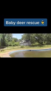 4.6K views · 730 reactions | Baby deer rescue | Recuse Deer | Facebook