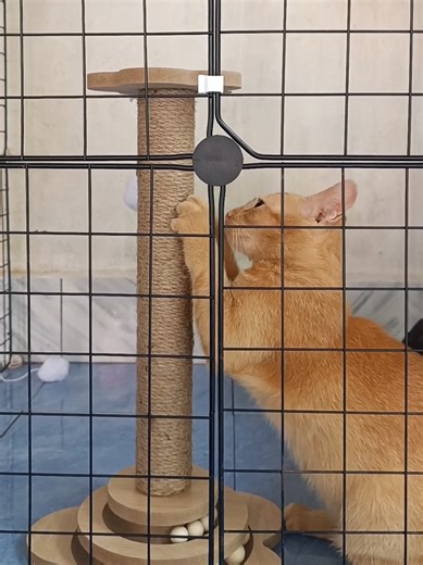 Essential Cat Tree Features for Cat Lovers