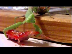 Praying Mantis eats Gold Fish - HD