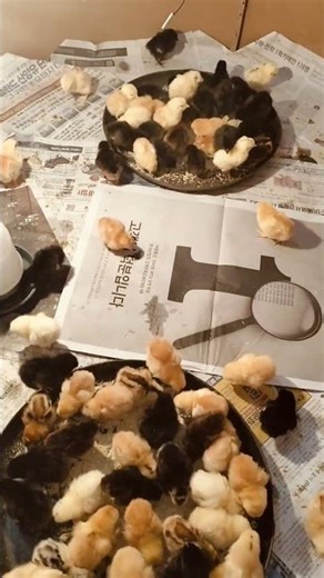 First feed of small chicks subscribe for the update 😄 #chicks #shorts