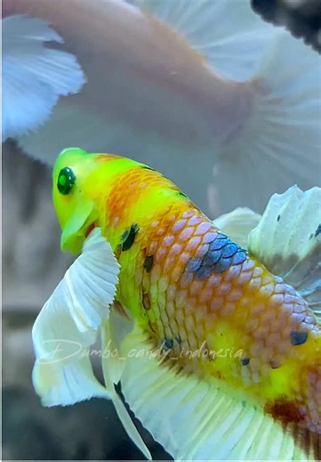 Dumbo Ear Neon Candy Betta Fish Care