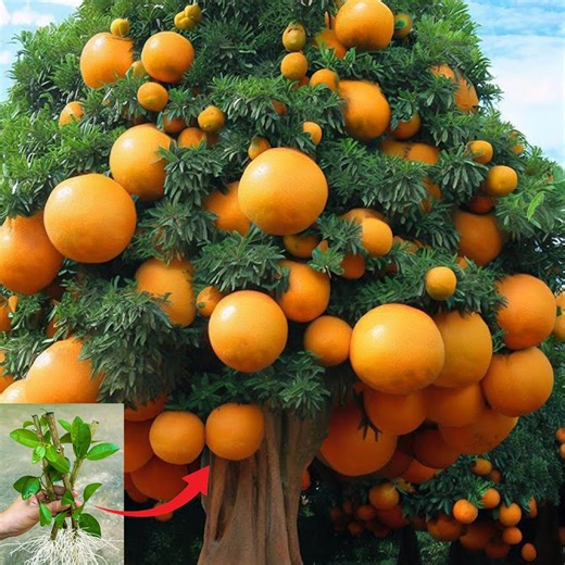 3.7K views · 90 reactions | How To Propagate Lemon Trees Cutting Faster, how to growing lemon trees | Tree Gardens | Facebook