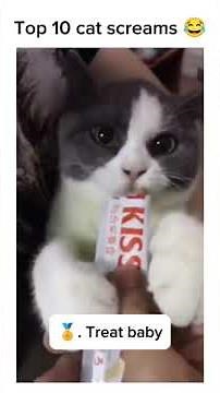 Top 10 Cat Screams That'll Make You Laugh 😂