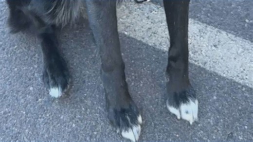 Sasha the service dog finds new home with Arizona veteran