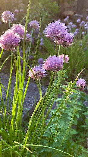 Chives, (Allium schoenoprasum), is a cold-hardy perennial herb (hardiness zones 3-9). It grows well in full sun, but will thrive in partial shade. Chive is a member of the Amaryllidaceae family and closely related to garlic, leek, shallot, and scallion. It makes a great companion plant as its blossoms attract beneficial insects such as bees, hover flies, parasitic wasps, and ladybugs. The greens are tasty and the flowers are also edible. Flowers are great in salads and homemade chive flower butt
