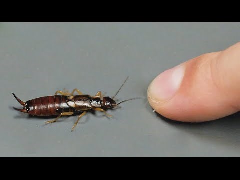 Earwig: Facts and Myths