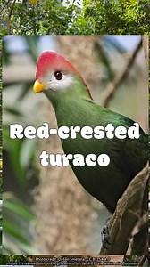 6.1K views · 146 reactions | New birds just dropped! Academy biologist Sparks Perkins introduces Scarlet and Skittles, two (ridiculously beautiful) red-crested turacos who’ve just joined our Osher Rainforest. Come say hello! | California Academy of Sciences | Facebook