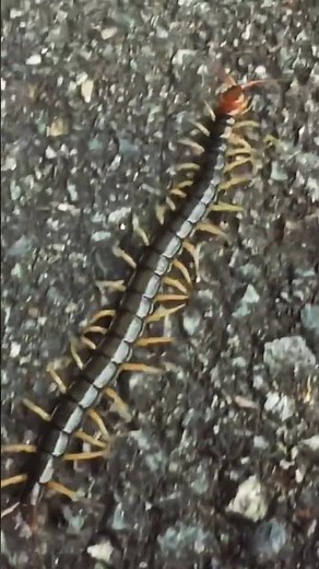 Big Japanese centipede