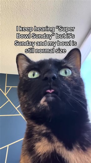 Sweet Pea’s 8 year diet plan disappoints her once again #cat #catmeme #catjoke #SuperBowl