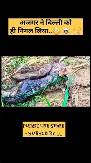 The python swallowed the cat...😳 🐈 🐍 #rockpython #snakerescue #snakevideo #wildlife #nature #india