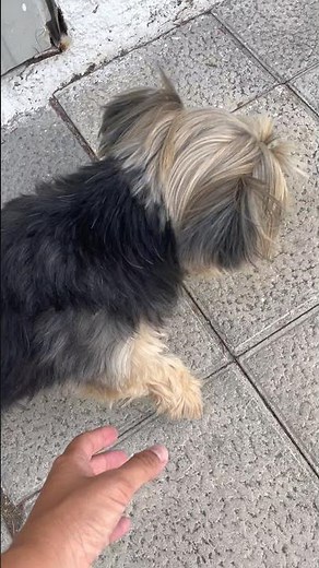 Limping Dog Miraculously Cured by Her Human’s Touch || ViralHog