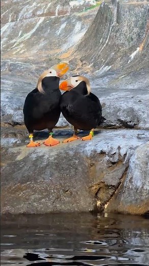 Tufted Puffin - The Colorful Seabird of the North Pacific|🪿 WildLife & Beyond #animals #shortvideo