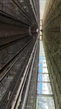 layerfarm #eggproduction