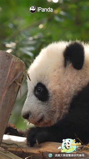 83K views · 2K reactions | The panda’s wisdom lies in making a graceful exit, as a head-on collision is simply not an option! #HiPanda #ChengduPandaBase #PandaFun #PandaMoment #HowGiantPandasGrowUp For more panda information, please check out: https://en.ipanda.com | iPanda | Facebook
