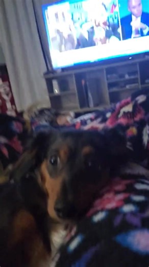 Suki was hit by a car a little over a month ago. She is doing much better but still hurts. Honey went to the vet and got her pain meds refilled yesterday. She seems to be relieved. #dachshund