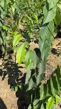 🌳 Pawpaw Trees – America’s Native Fruit! 🌳 #PawpawTree #nativefruit