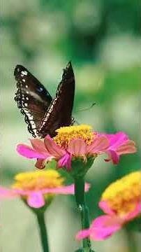 The Secret Inside Flowers 🌸 | How Nectar is Made & Why Bees Love It! ‪@RandomwithRohit‬