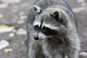Public Alert: Aggressive Raccoons Reported at Hiram Park