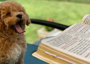 Luke 4-5 Deep Diving Bible Study