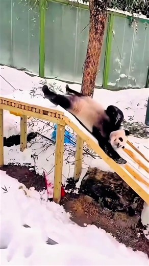 Pazartesi modum tam olarak bu 🐼🐼