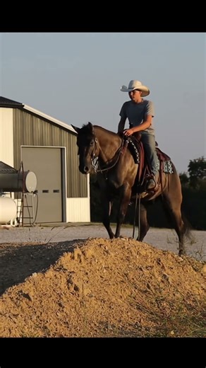 AQHA Grullo Gelding for the Whole Family