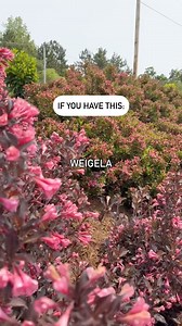 Weigela’s best plant partners! 🌸🌿 Want to make your weigela pop and keep your garden thriving all season? Pair it with these powerhouse companion plants for natural balance, bold contrast, and boosted summer blooms. Hummingbirds and butterflies are naturally attracted to tubular-shaped flowers and bright colors like pink, red, and purple, which weigela provides in troves. Bees also can’t resist the nectar and large flowers. This shrub has a long bloom time, and adding perennials like phlox, cr