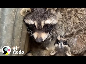 A raccoon's instinct saves her babies | The Dodo