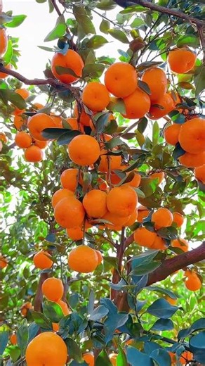 A single orange brings a touch of sweetness. #shorts #viral #trending #fruit