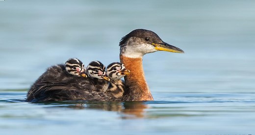 Red-necked Grebe Identification, All About Birds, Cornell Lab of Ornithology