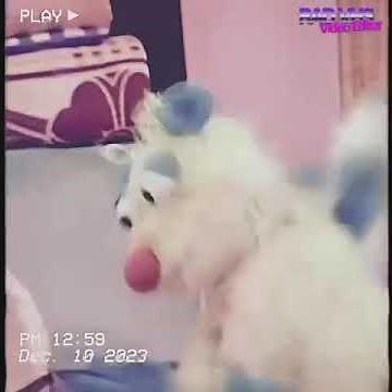 Bear in the big blue house ￼ dance the day away ￼reversed