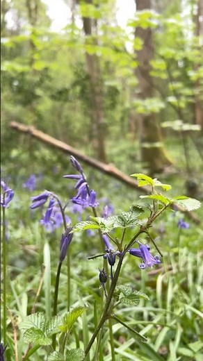 Spring Bluebells in the forest
