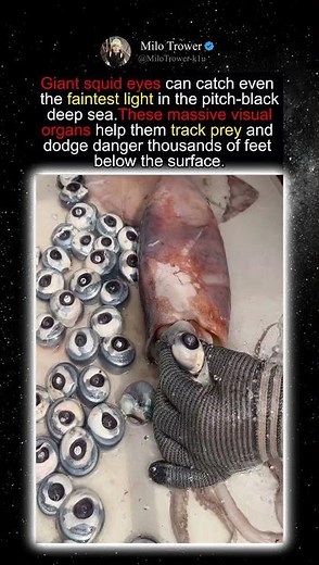 Why Giant Squid Need Eyes This Big To Survive The Deep Sea#deepsea #oceanlife #giantsquid #animals