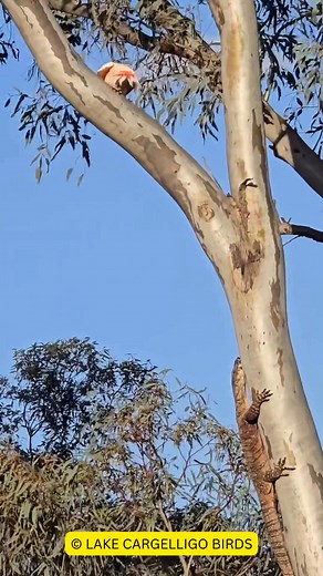 A magnificent Weejuggler (Pink Cockatoo) feels threatened by one of our most beautiful reptiles, a Goanna. The strength and determination shown by this bird is pretty standard behaviour when it comes to Cockatoos protecting their nesting sites. While we do find situations like this distressing, you also can’t help but feel admiration in how adult birds will fight to protect their young. This bird has taken on such a difficult and exhausting task. I do believe, at this time of year that the young