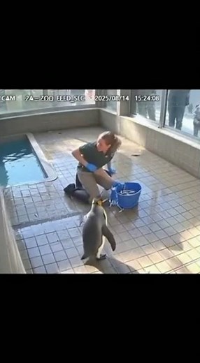 Security Footage: Penguin Throws Fish at Keeper 😭🐟 #funnyshorts”