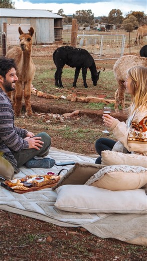 He understood the assignment and delivered🦙✨ Tap the link in our bio for alpaca adventures🎈 #alpaca #alpacaexperience #picnic #funnygift #birthday #animalexperience #cuteanimals #uniqueexperiences #giftideas #birthdaypresent #uniquedate #dateideas | RedBalloon