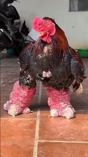 ലോകത്തിലെ വിചിത്രമായ കോഴി | Viatnam Dragon Chicken