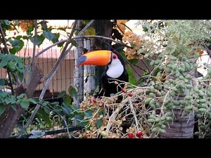 Toco Toucan Couple Singing in the Coconuts of the Veitchia Palm - (Ramphastos toco)