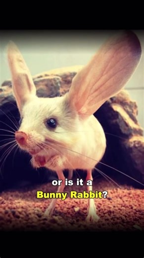 Discover the Adorable Jerboa: The Small Desert Animal