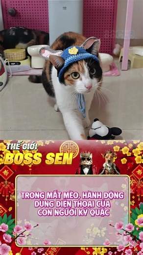 Trong mắt mèo hành động dùng điện thoại rất kỳ cục #meo #cute #dethuong #dangiu