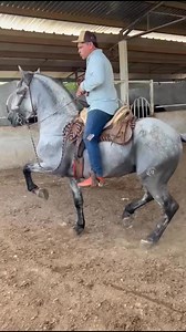 17K views · 569 reactions | $$$ caballo Warlander Con registro Entero 8 años infor +52 694 117 9938 | Caballos bailadores mzs | Facebook