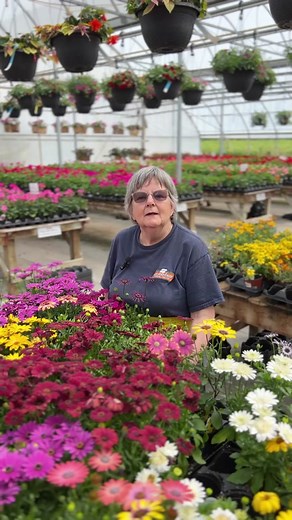 Attract hummingbirds to your garden with our top 5 annual plant picks: 🌺 Fuchsia 🌺 New Guinea Impatiens 🌺 Calibrachoa 🌺 Thunbergia 🌺 Cuphea Hummingbirds are mesmerizing to watch and play an important role in maintaining the ecosystem by pollinating flowers as they feed. By planting annuals that appeal to hummingbirds, you not only enhance the beauty of your garden but also contribute to the health and sustainability of our local environment. Which annuals are you planting this year? #hummin