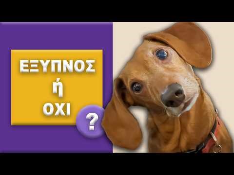 Πόσο Έξυπνος Είναι Πραγματικά ο Σκύλος σου?