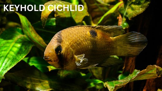 Cleithracara maronii – A Comprehensive Guide (Keyhole Cichlid)