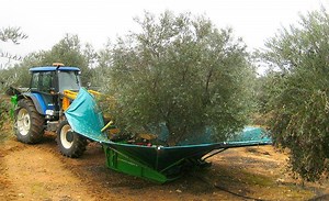1M views · 10K reactions | Olive harvesting has never been so easy!  | Genius Club | Facebook