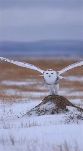 Promptopia AI on Instagram: "Snowy owls hunt in daylight, flying low to catch prey. Their silent wings and sharp eyes make them deadly. Follow for more real wildlife facts."