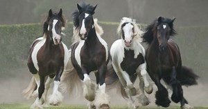 Step into a real-life fairytale at Gypsy Gold Horse Farm in Ocala, Florida. In Part 1 of The Mane Event we introduce you to Dennis Thompson — the original importer of the enchanting Gypsy Vanner Horse! 🐴✨ The "Mane Event" is a docuseries brought to you by Unbridled. We take you behind the scenes of horse farms, horse trainers, horse breeds and so much more! Special Birthday wishes today to Dennis 🎉🎂 Tune in Wednesday for Part 2 of the Mane Event. #horsecapitaloftheworld #gypsygoldhorsefarm #g