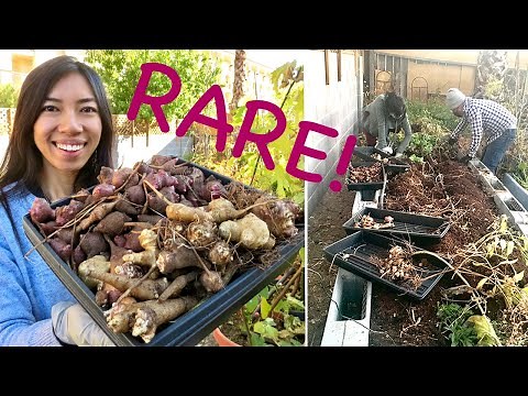 Sunchokes That Grow In Most Climate | Harvest + Tasting